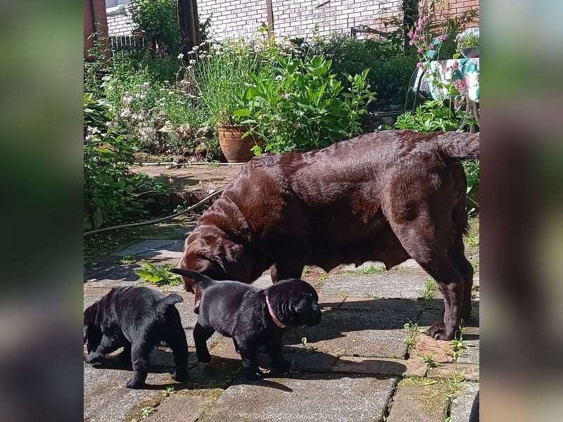 Wunderschöne Labrador Welpen ~ Showlinie