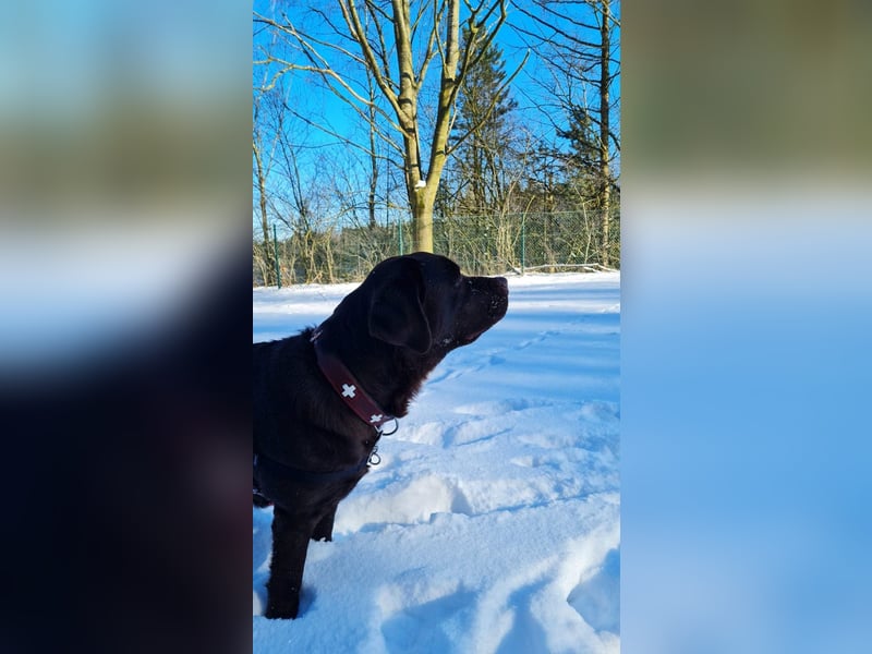 Wunderschöne Labrador Welpen ~ Showlinie