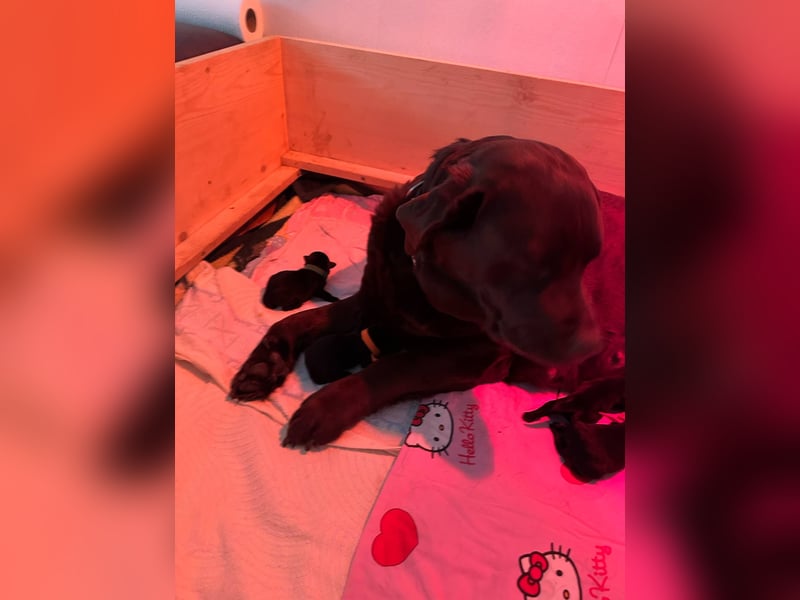 Wunderschöne Labrador Welpen ~ Showlinie
