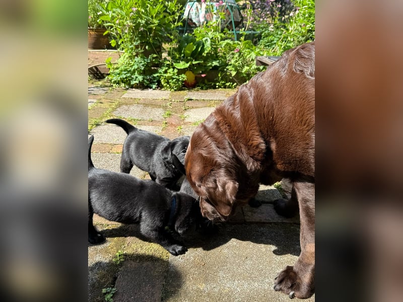 Wunderschöne Labrador Welpen ~ Showlinie
