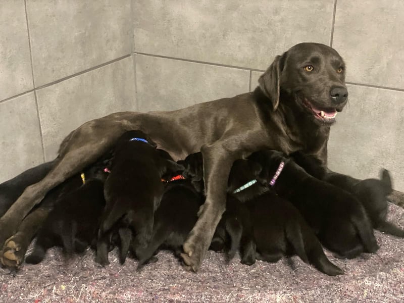 Reinrassige, schwarze Labrador-Welpen von der Mecklenburger Seenplatte