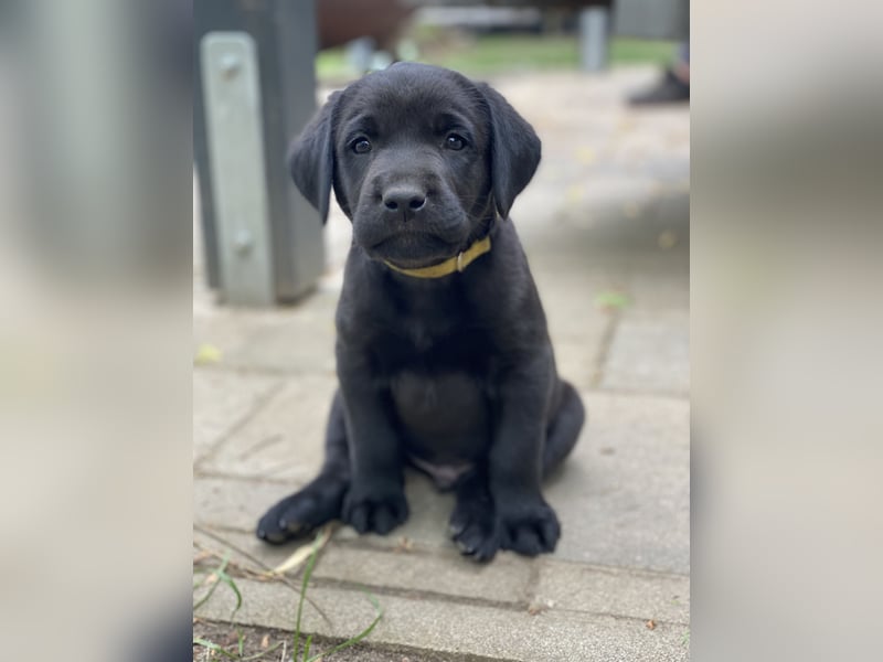 Reinrassige, schwarze Labrador-Welpen von der Mecklenburger Seenplatte
