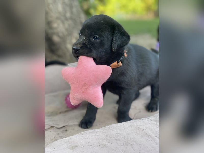 Reinrassige, schwarze Labrador-Welpen von der Mecklenburger Seenplatte