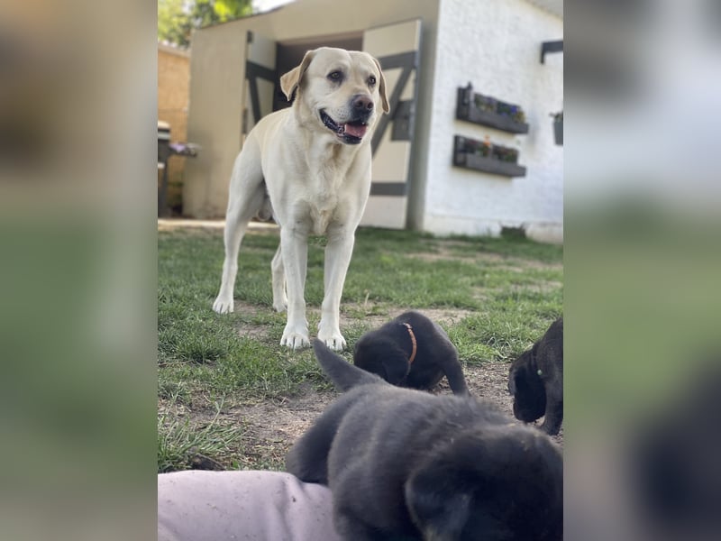 Reinrassige, schwarze Labrador-Welpen von der Mecklenburger Seenplatte