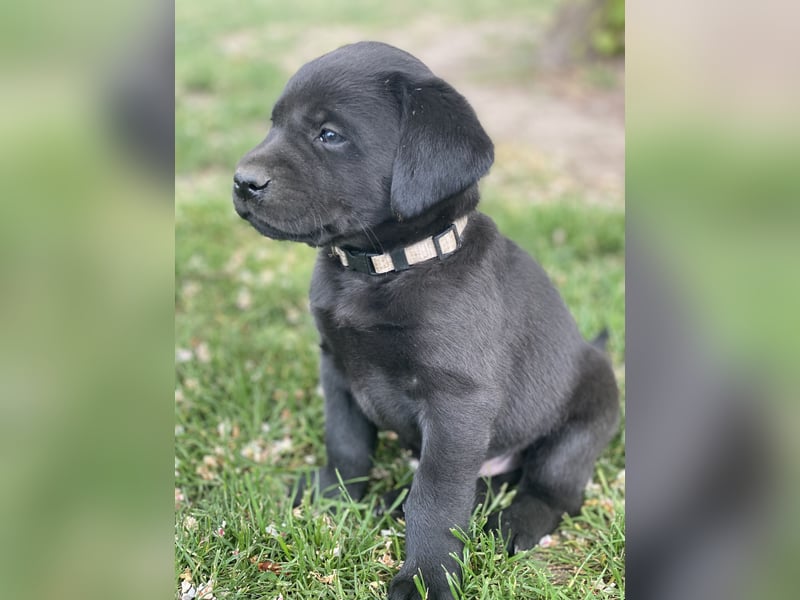 Reinrassige, schwarze Labrador-Welpen von der Mecklenburger Seenplatte