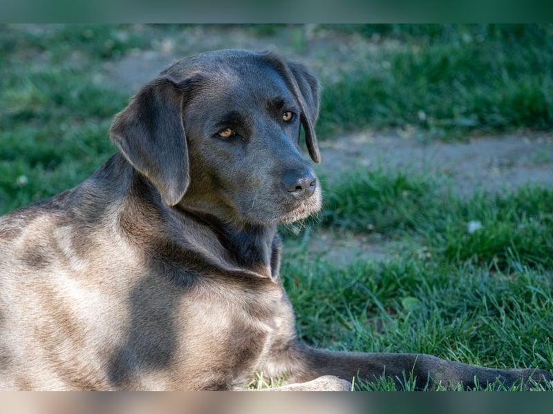 Reinrassige, schwarze Labrador-Welpen von der Mecklenburger Seenplatte