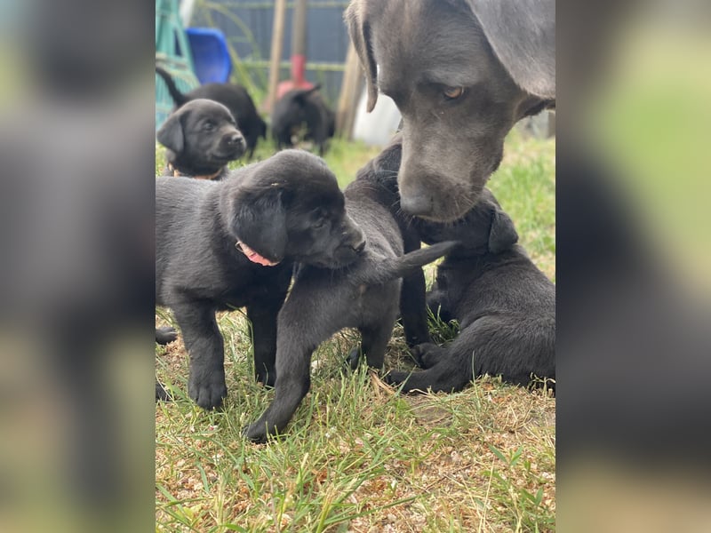 Reinrassige, schwarze Labrador-Welpen von der Mecklenburger Seenplatte