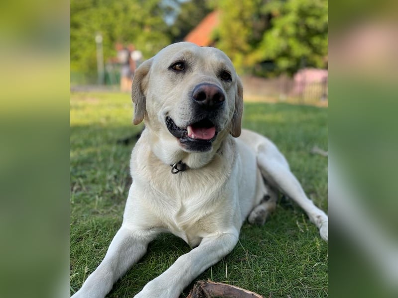 Reinrassige, schwarze Labrador-Welpen von der Mecklenburger Seenplatte