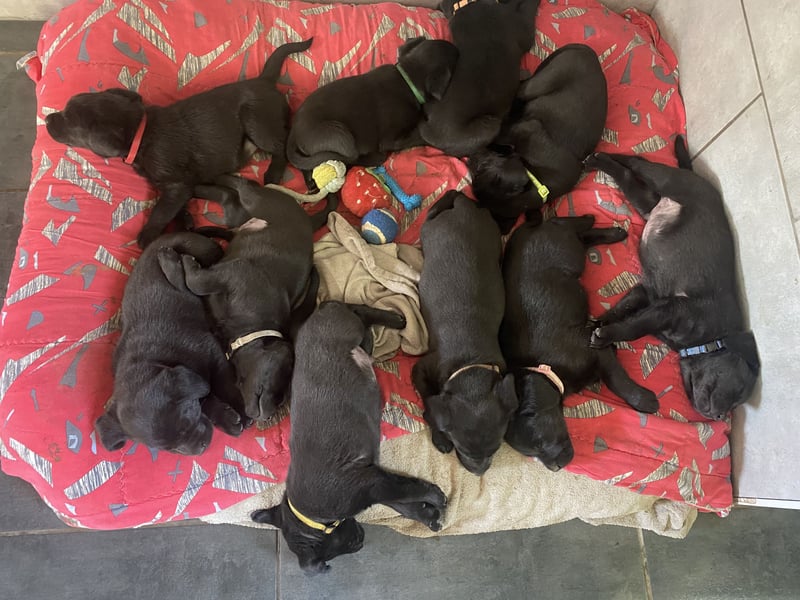 Reinrassige, schwarze Labrador-Welpen von der Mecklenburger Seenplatte