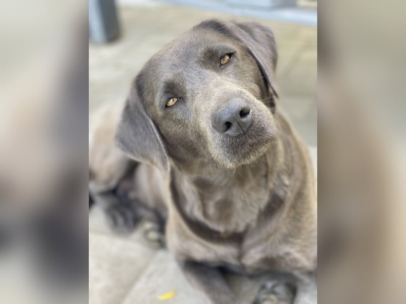 Reinrassige, schwarze Labrador-Welpen von der Mecklenburger Seenplatte