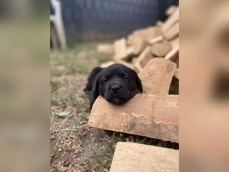 Reinrassige, schwarze Labrador-Welpen von der Mecklenburger Seenplatte