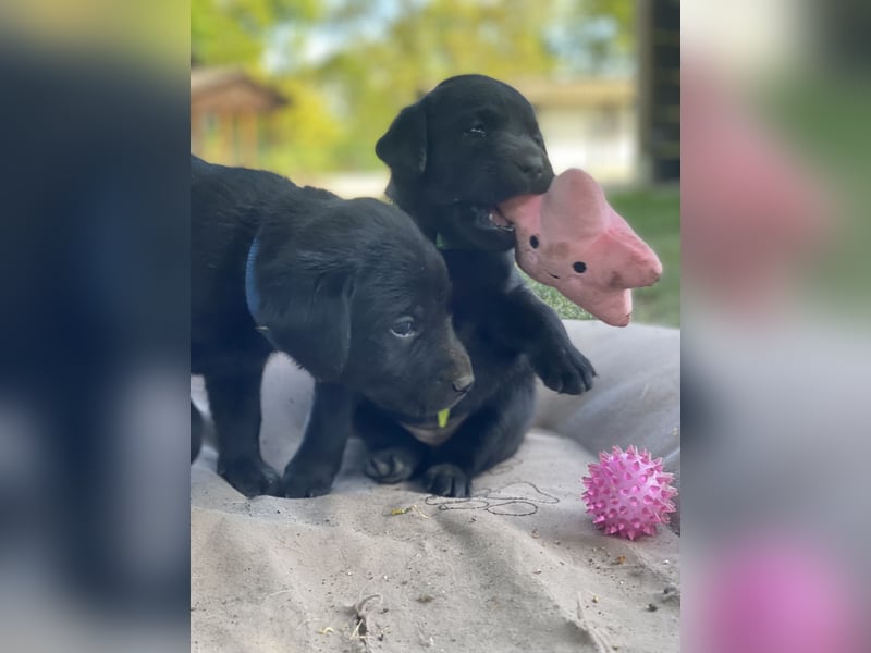 Reinrassige, schwarze Labrador-Welpen von der Mecklenburger Seenplatte