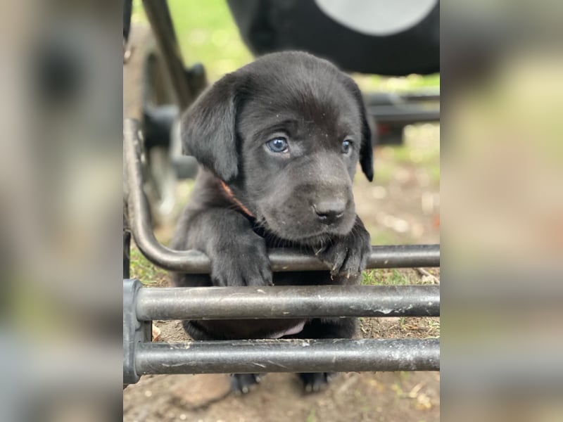 Reinrassige, schwarze Labrador-Welpen von der Mecklenburger Seenplatte