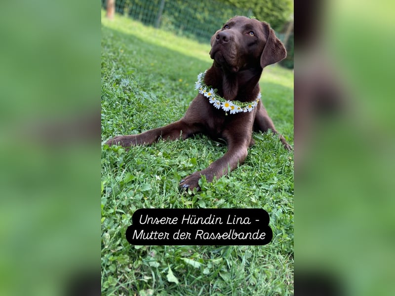 Labrador Welpen braun und schwarz