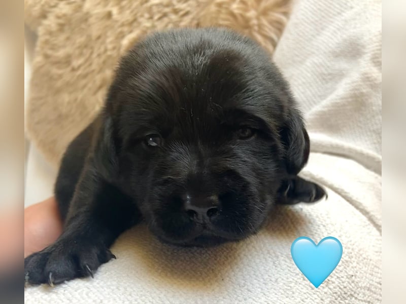 Labrador Welpen braun und schwarz