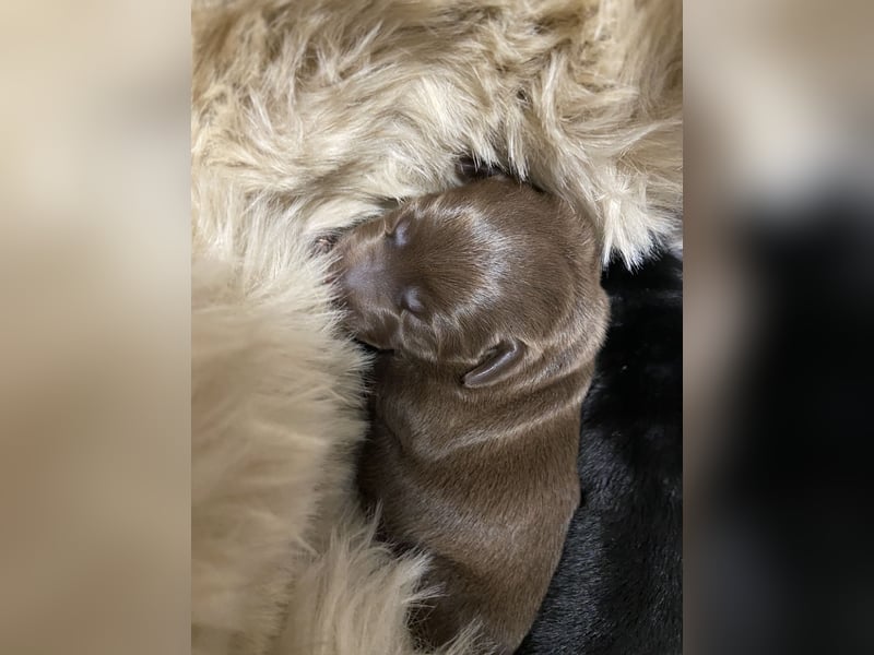 Labrador Welpen braun und schwarz