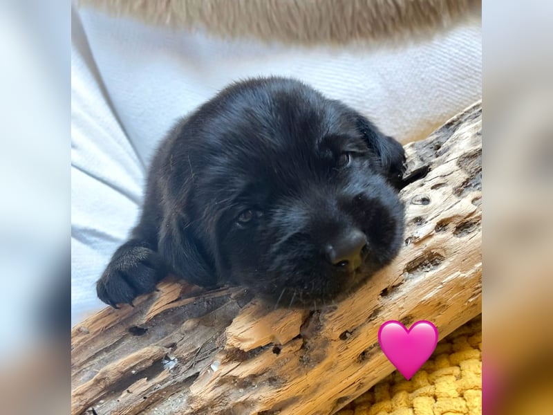 Labrador Welpen braun und schwarz