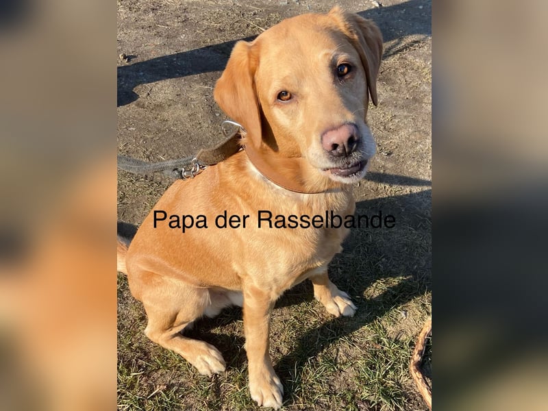 Labrador Welpen braun und schwarz