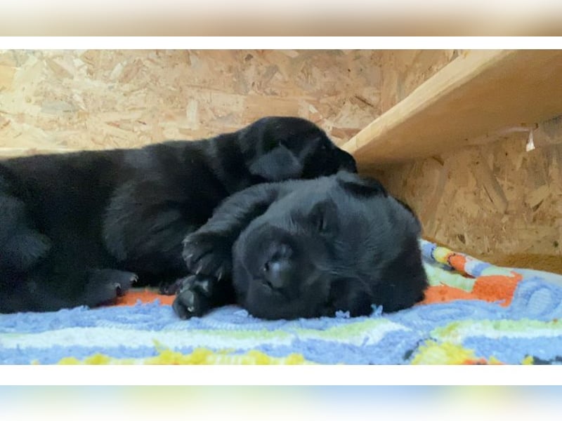 Labrador Welpen braun und schwarz