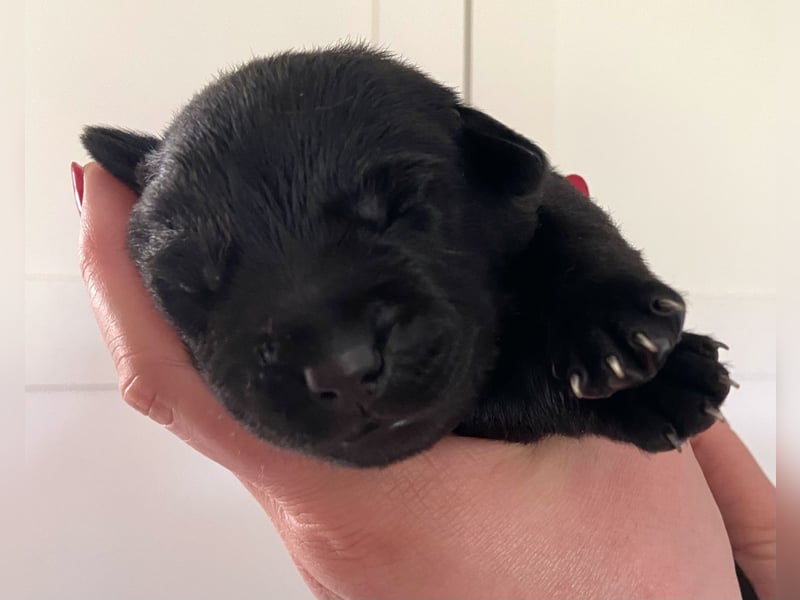 Labrador Welpen braun und schwarz