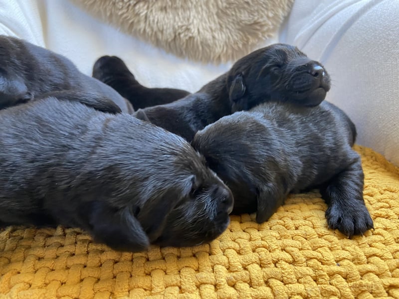 Labrador Welpen braun und schwarz
