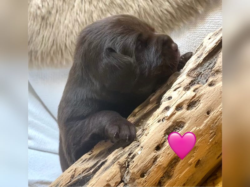 Labrador Welpen braun und schwarz