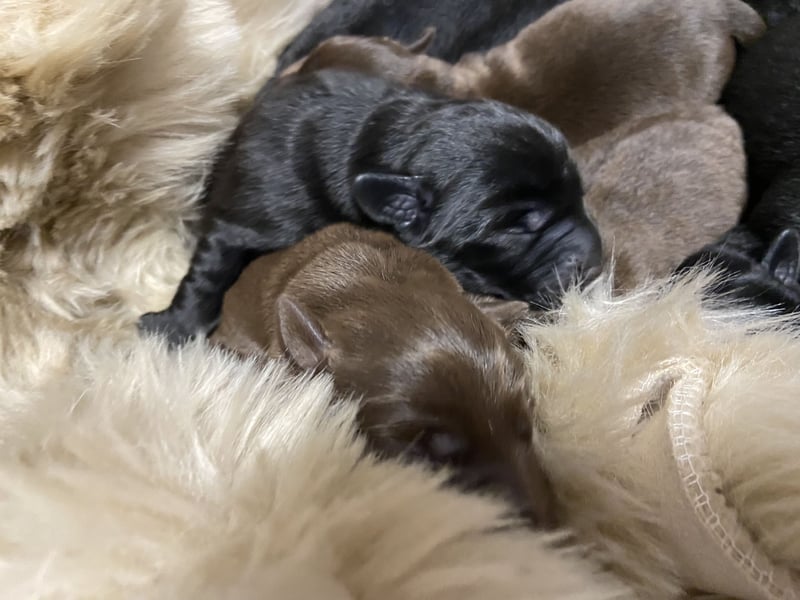 Labrador Welpen braun und schwarz