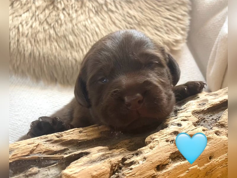 Labrador Welpen braun und schwarz