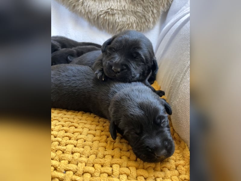 Labrador Welpen braun und schwarz
