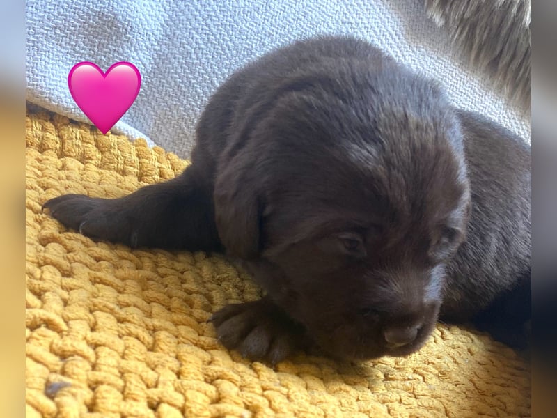 Labrador Welpen braun und schwarz