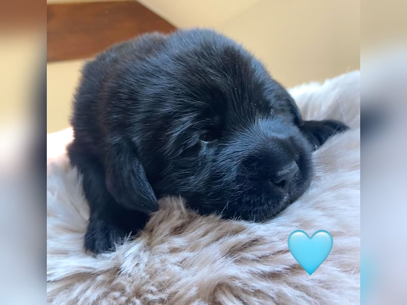 Labrador Welpen braun und schwarz