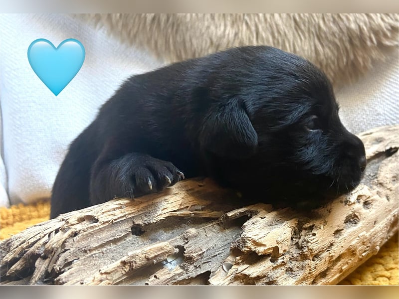 Labrador Welpen braun und schwarz