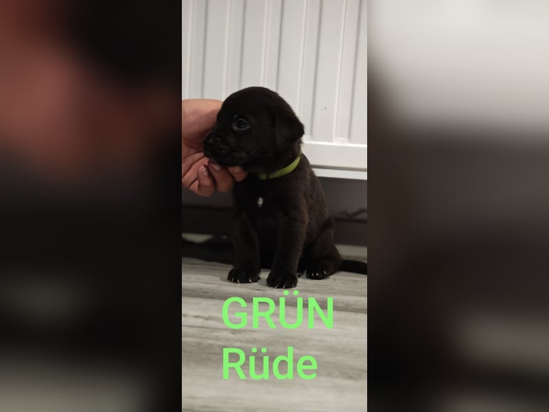 Labrador Pitbull Mix Welpen
