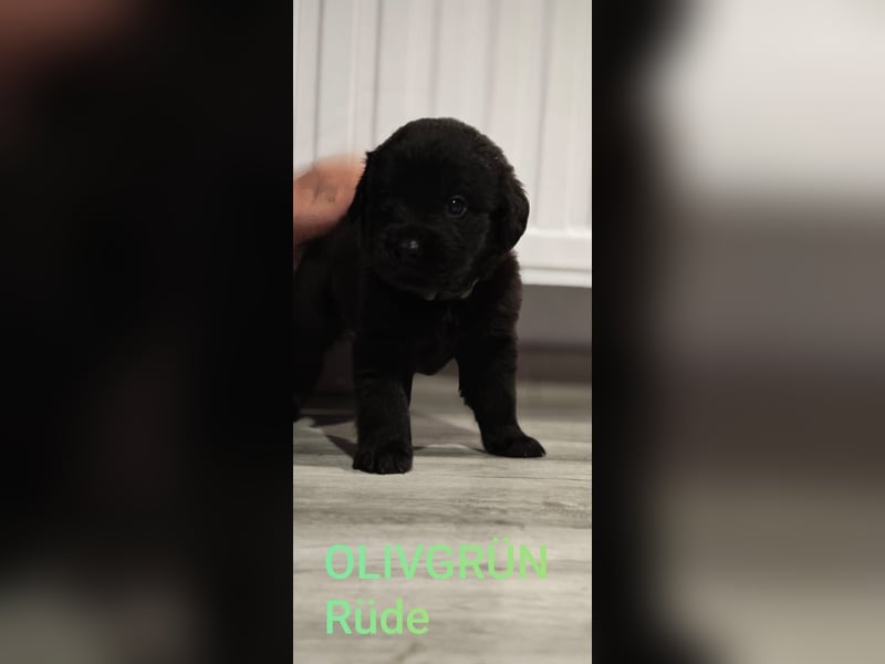 Labrador Pitbull Mix Welpen