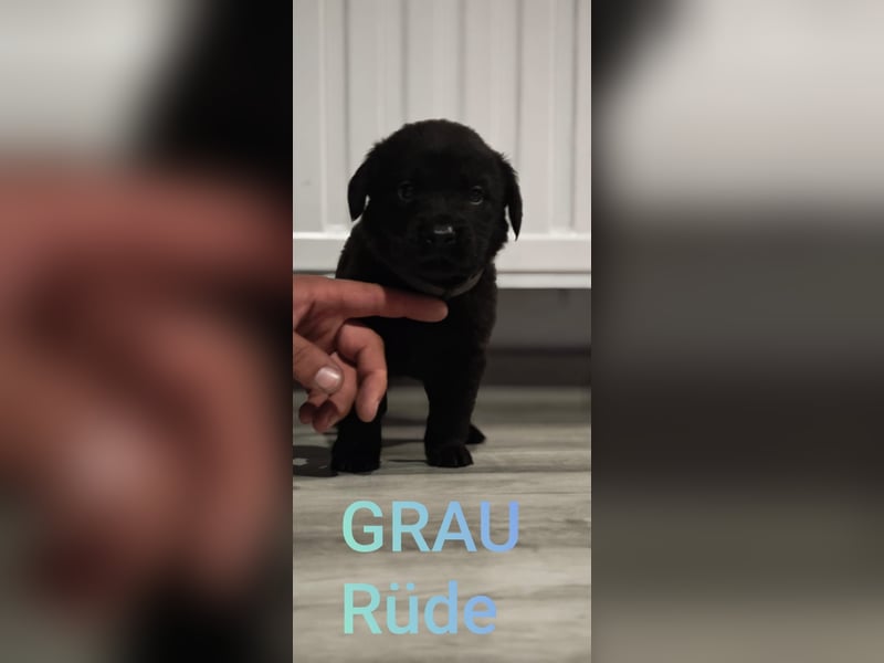 Labrador Pitbull Mix Welpen