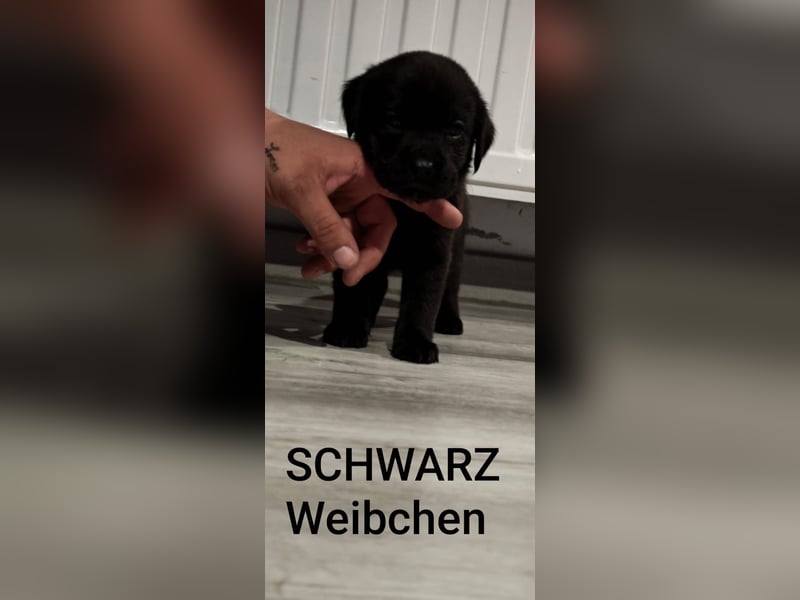 Labrador Pitbull Mix Welpen