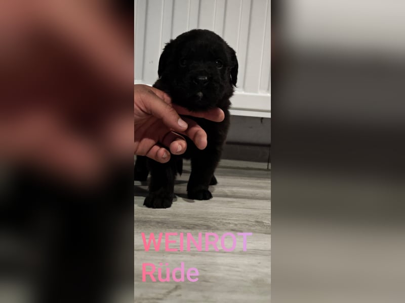 Labrador Pitbull Mix Welpen