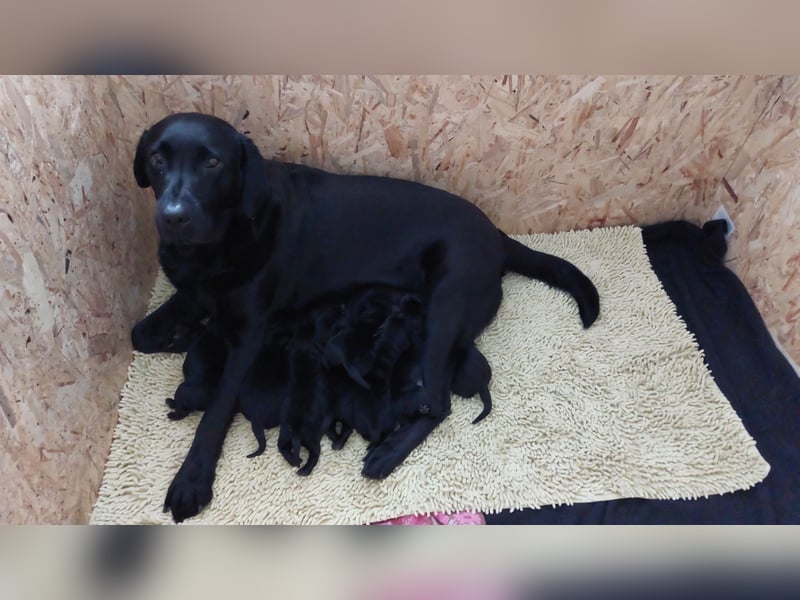 Süße Labrador Welpen suchen neues Zuhause