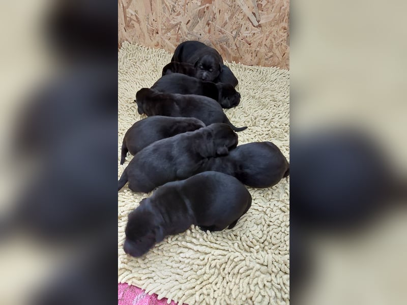 Süße Labrador Welpen suchen neues Zuhause