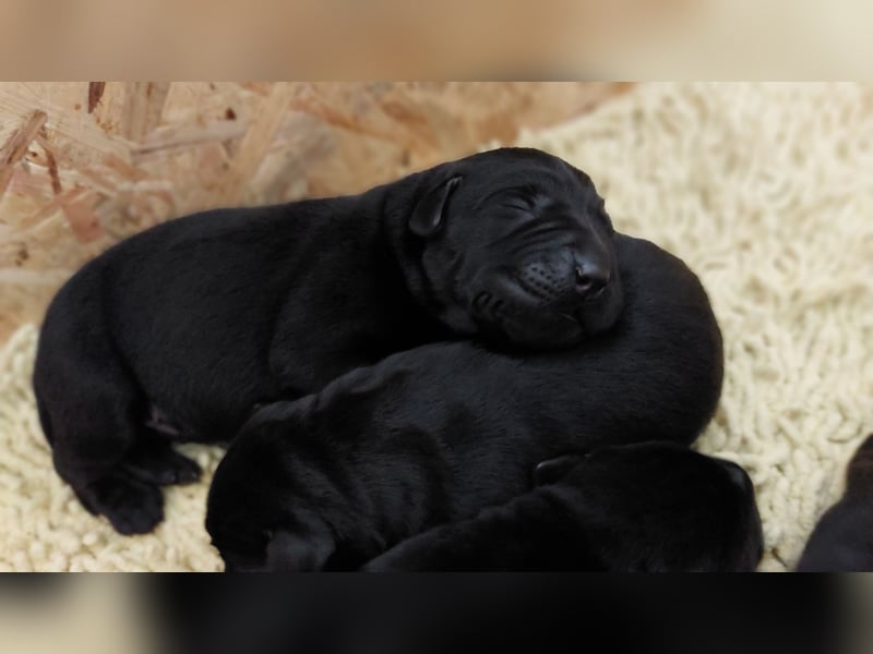 Süße Labrador Welpen suchen neues Zuhause