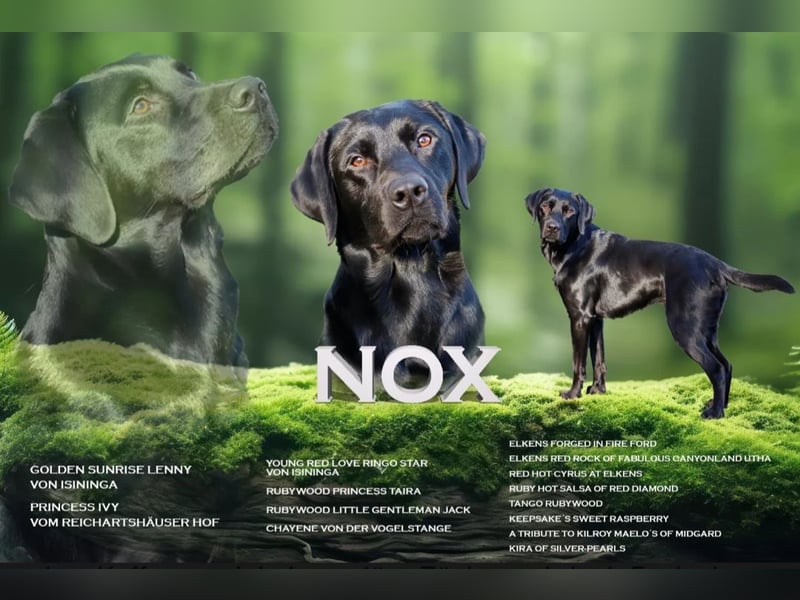Süße Labrador Welpen suchen neues Zuhause