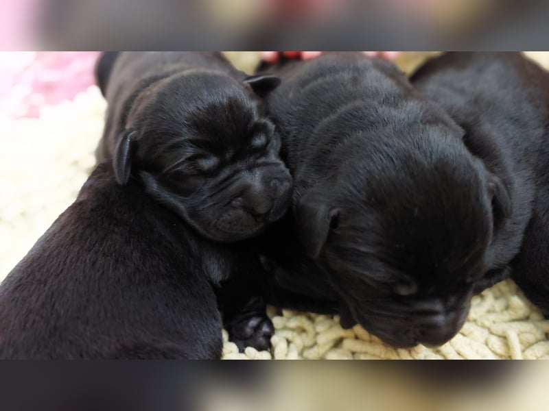 Süße Labrador Welpen suchen neues Zuhause