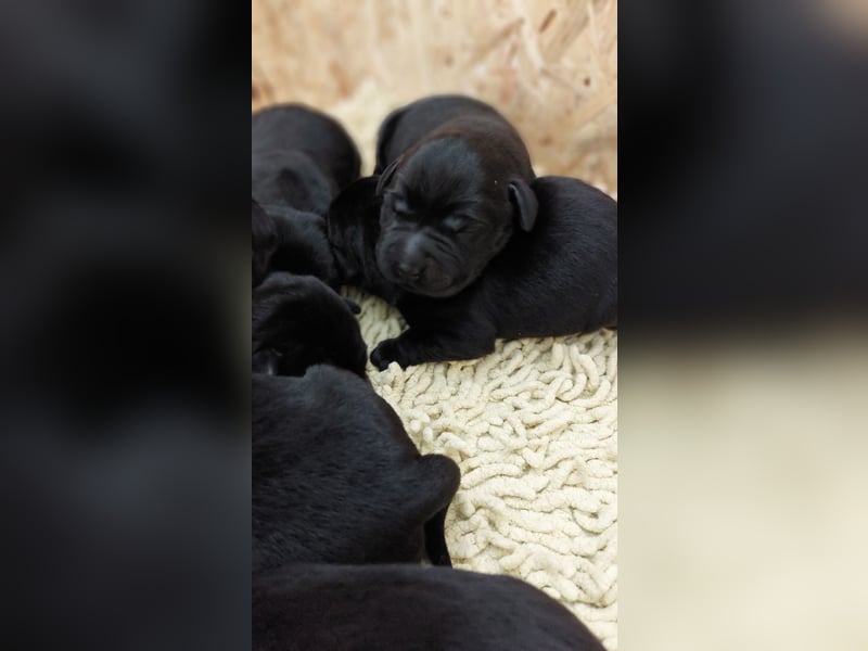 Süße Labrador Welpen suchen neues Zuhause