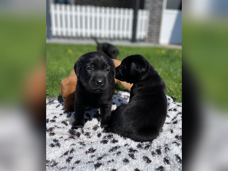 Labrador Welpen in foxred und schwarz aus liebevoller Hobbyzucht