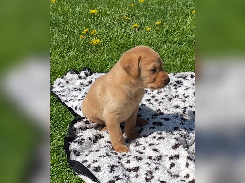 Labrador Welpen in foxred und schwarz aus liebevoller Hobbyzucht