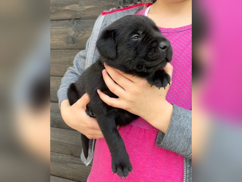Labrador Welpen in foxred und schwarz aus liebevoller Hobbyzucht