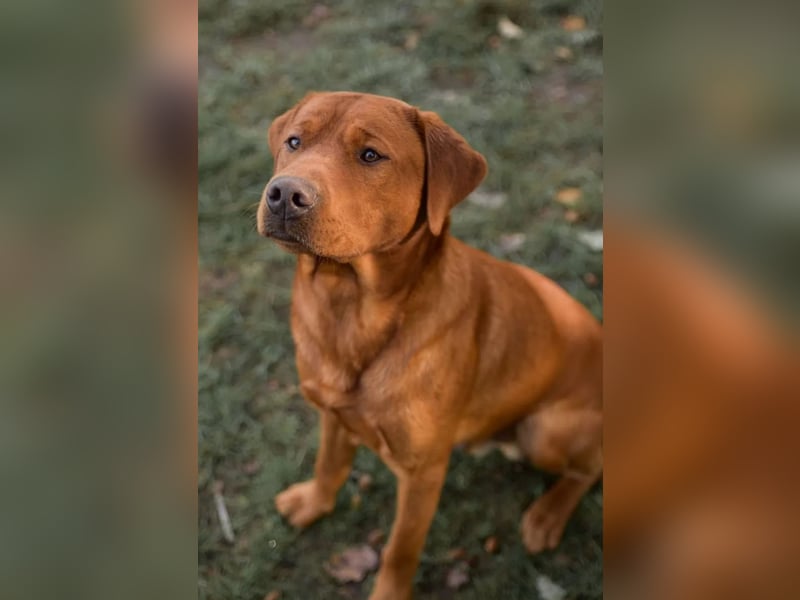 Labrador Welpen in foxred und schwarz aus liebevoller Hobbyzucht