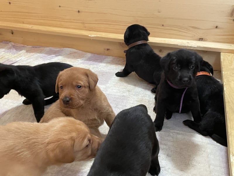 Labrador Welpen in foxred und schwarz aus liebevoller Hobbyzucht