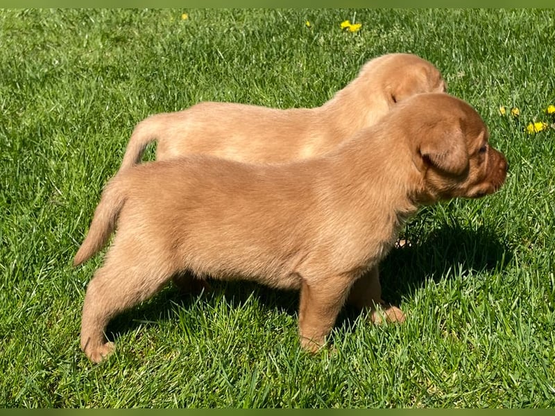 Labrador Welpen in foxred und schwarz aus liebevoller Hobbyzucht