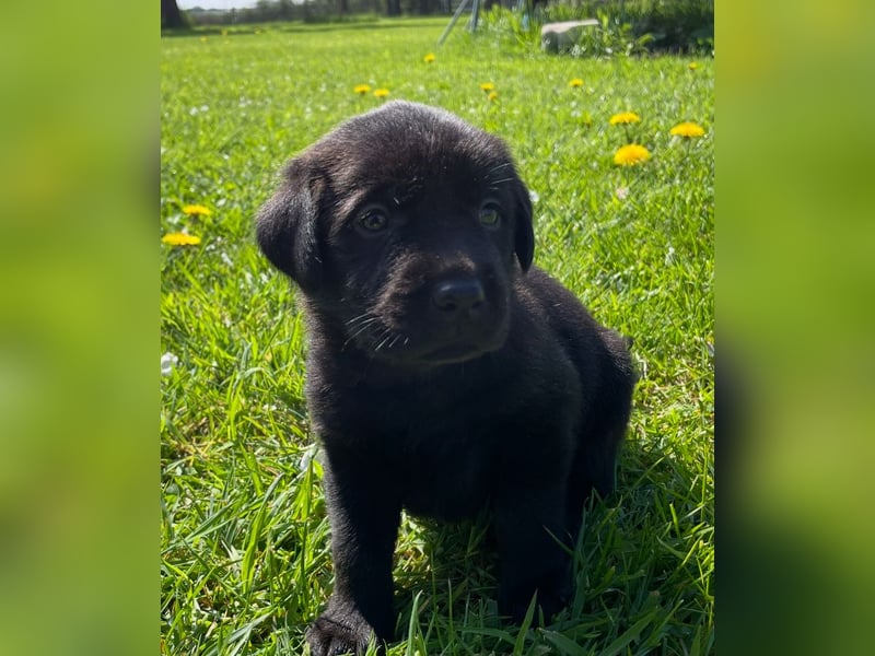 Labrador Welpen in foxred und schwarz aus liebevoller Hobbyzucht